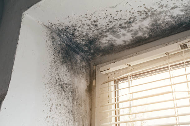 Affordable Basement Mold Remediation solutions in Clarksville, VA