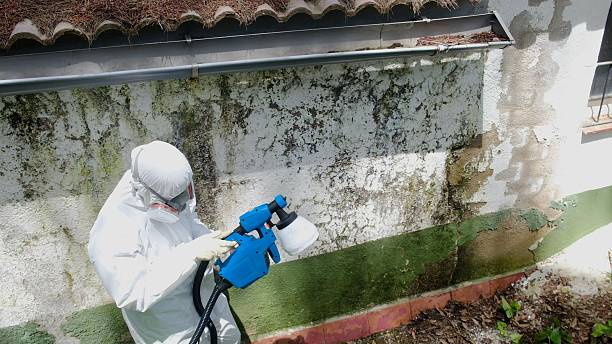 Top rated local Basement Mold Remediation specialists in Clarksville, VA